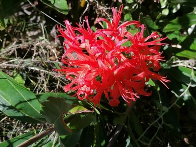 Nerine sarniensis, photographed by flamelily