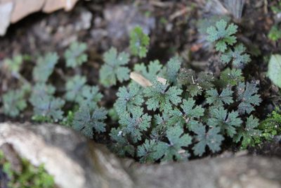 Hydrocotyle dissecta, photographed by catchwords