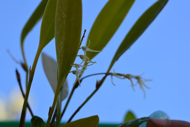 Stelis poasensis, photographed by Neptalí Ramírez Marcial