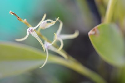 Stelis poasensis, photographed by Neptalí Ramírez Marcial