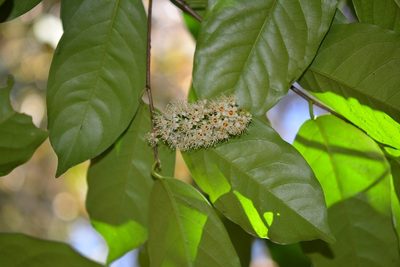 Prunus tetradenia, photographed by Neptalí Ramírez Marcial
