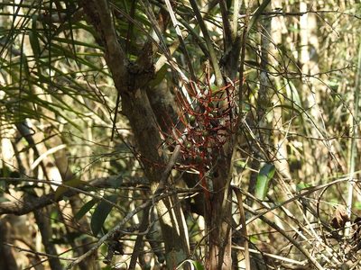 Chamaedorea glaucifolia, photographed by Neptalí Ramírez Marcial