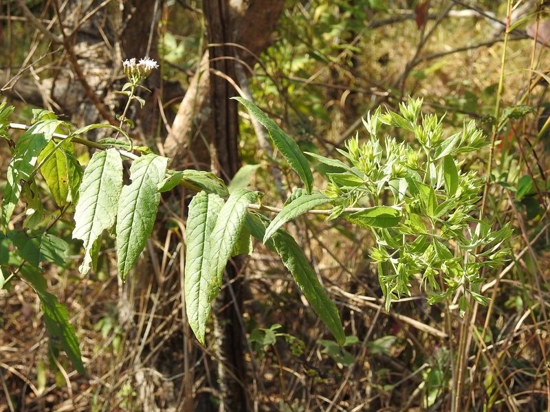 Trixis anomala, photographed by Neptalí Ramírez Marcial