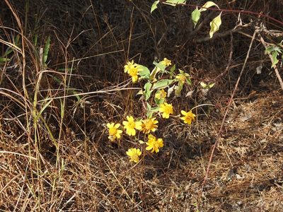 Verbesina hypoglauca, photographed by Neptalí Ramírez Marcial