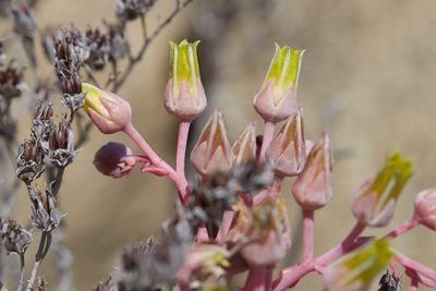 Dudleya saxosa, photographed by Ken-ichi Ueda