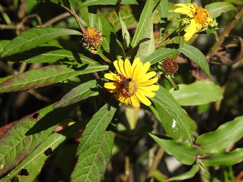Verbesina neriifolia, photographed by Neptalí Ramírez Marcial