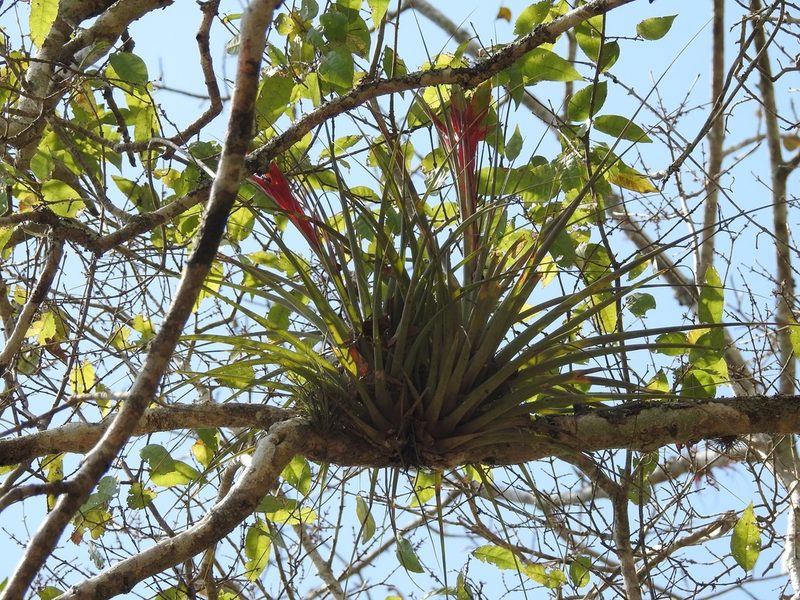 Tillandsia zoquensis, photographed by Neptalí Ramírez Marcial