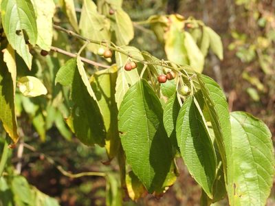Celtis caudata, photographed by Neptalí Ramírez Marcial