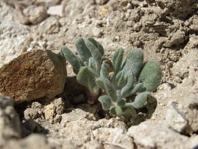 Eriogonum tiehmii, photographed by Jim Morefield