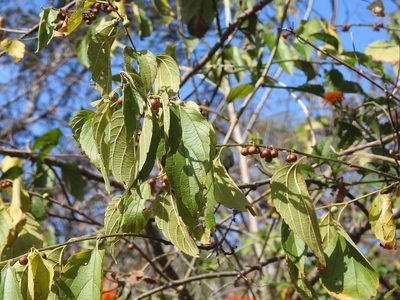 Celtis caudata, photographed by Neptalí Ramírez Marcial