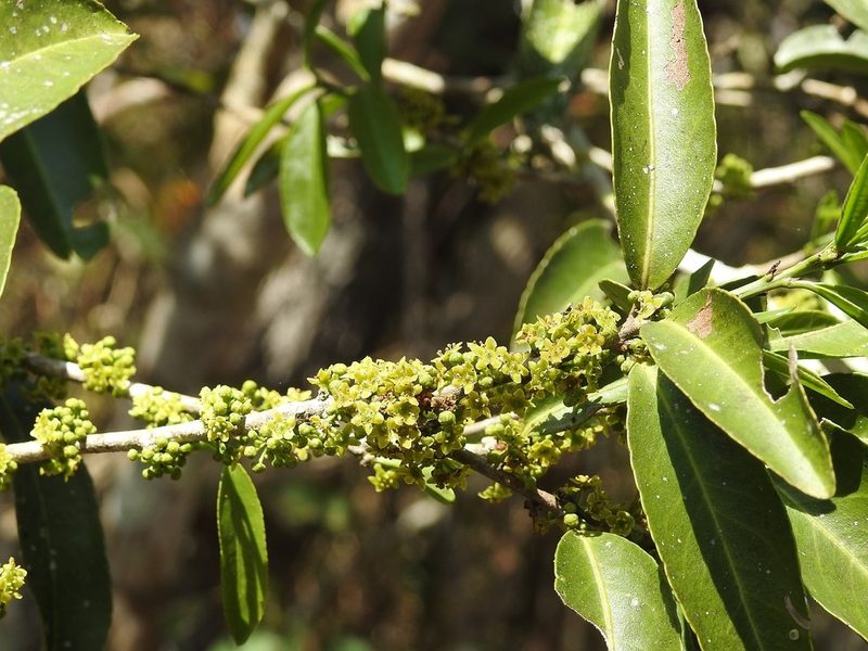 Maytenus chiapensis, photographed by Neptalí Ramírez Marcial