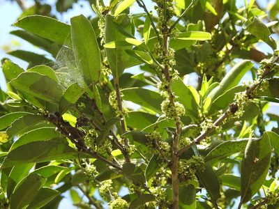 Maytenus chiapensis, photographed by Neptalí Ramírez Marcial