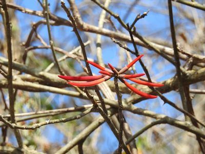 Erythrina goldmanii, photographed by Neptalí Ramírez Marcial