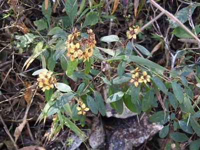 Galphimia speciosa, photographed by Neptalí Ramírez Marcial