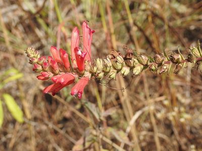 Lamourouxia viscosa, photographed by Neptalí Ramírez Marcial