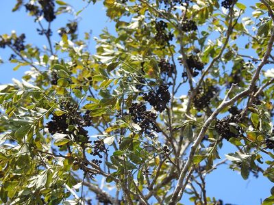 Zanthoxylum quassiifolium, photographed by Neptalí Ramírez Marcial