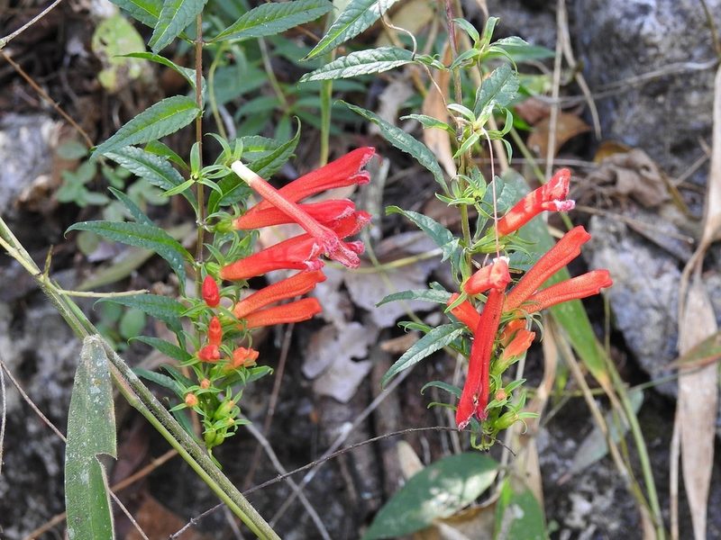 Lamourouxia barbata, photographed by Neptalí Ramírez Marcial