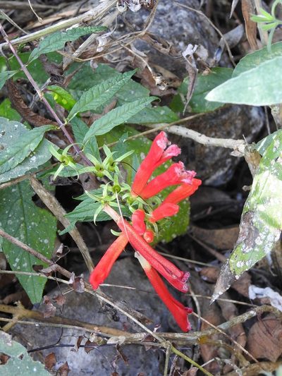 Lamourouxia barbata, photographed by Neptalí Ramírez Marcial