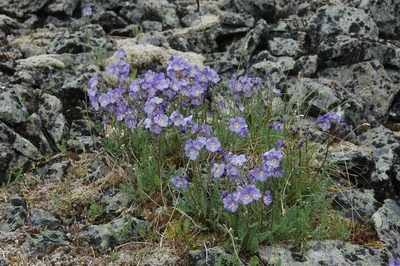 Polemonium boreale, photographed by Syd Cannings
