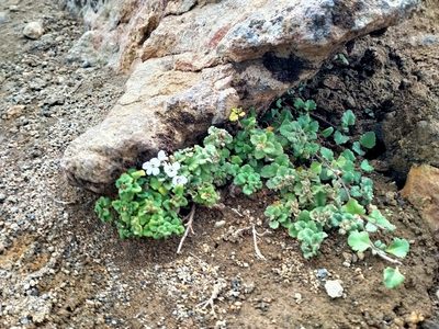 Veronica spathulata, photographed by n_armstrong