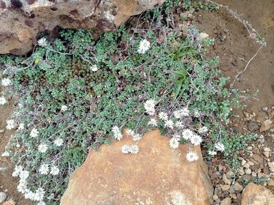 Anaphalioides alpina, photographed by n_armstrong