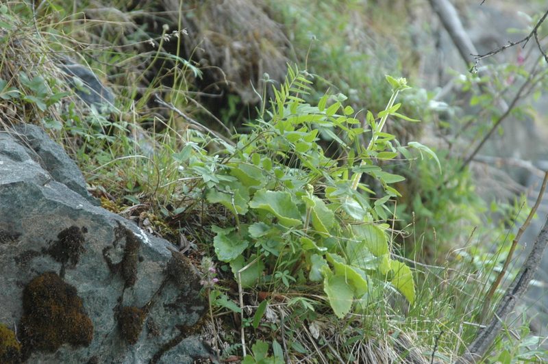 Micranthes spicata, photographed by Syd Cannings