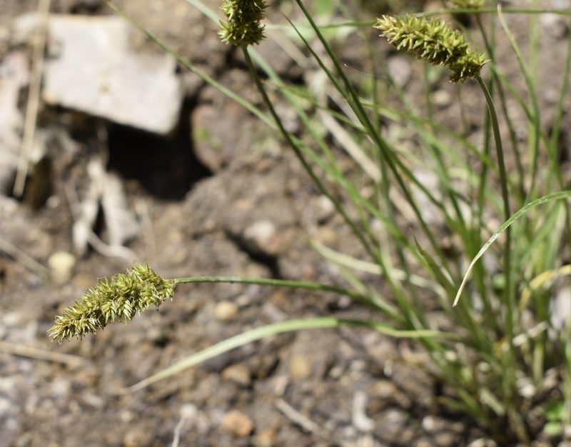 Carex laevissima, photographed by Repina Tatyana