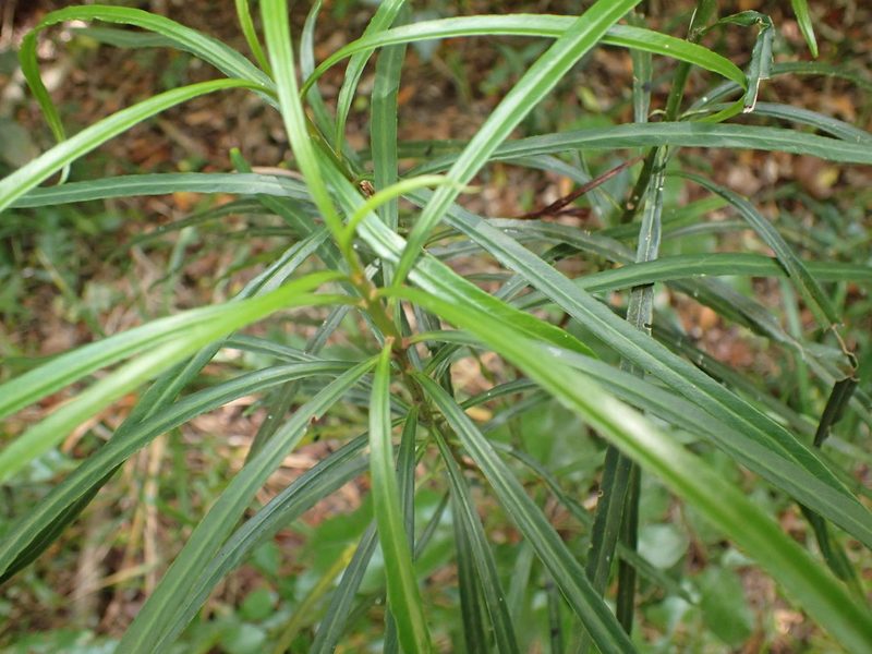 Faurea macnaughtonii, photographed by Di Turner