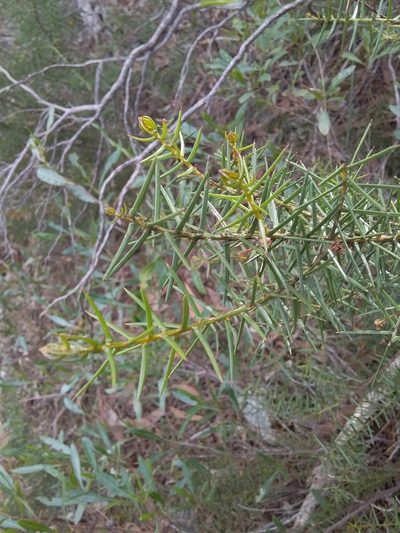 Acacia rupicola, photographed by insiderelic