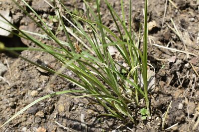 Carex laevissima, photographed by Repina Tatyana