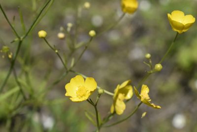 Ranunculus japonicus, photographed by Repina Tatyana