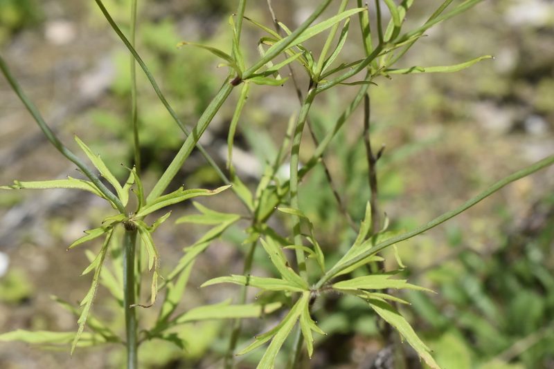 Ranunculus japonicus, photographed by Repina Tatyana