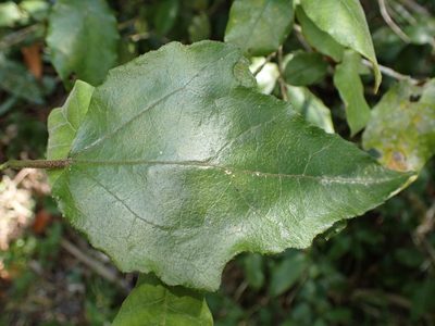 Pyrenacantha scandens, photographed by Di Turner
