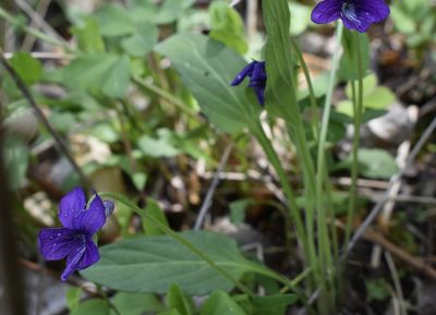 Viola mandshurica, photographed by Repina Tatyana