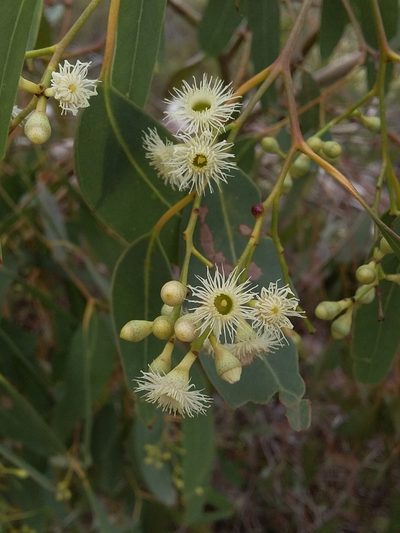 Eucalyptus fasciculosa, photographed by insiderelic