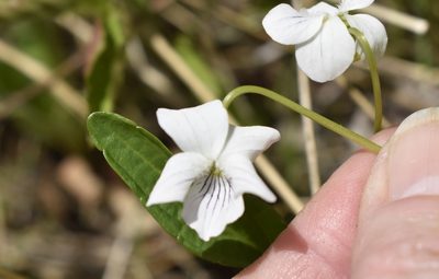 Viola patrinii, photographed by Repina Tatyana