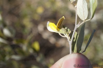 Rhynchosia nitens, photographed by Andrew Hankey