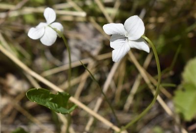 Viola patrinii, photographed by Repina Tatyana