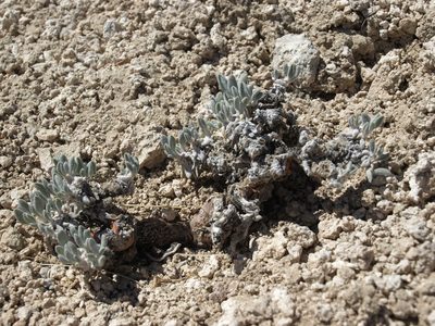 Eriogonum tiehmii, photographed by Jim Morefield