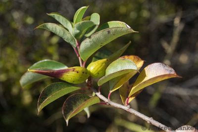 Cryptolepis cryptolepioides, photographed by Andrew Hankey