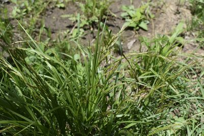 Carex bostrychostigma, photographed by Repina Tatyana