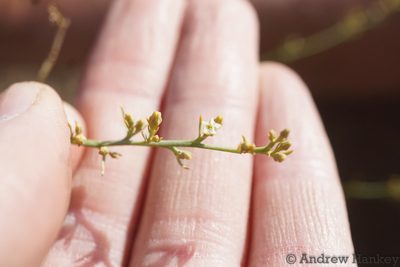 Thesium procerum, photographed by Andrew Hankey