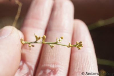 Thesium procerum, photographed by Andrew Hankey