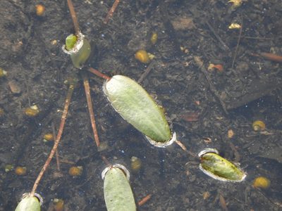 Ottelia ovalifolia, photographed by Greg Tasney