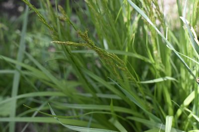 Carex bostrychostigma, photographed by Repina Tatyana