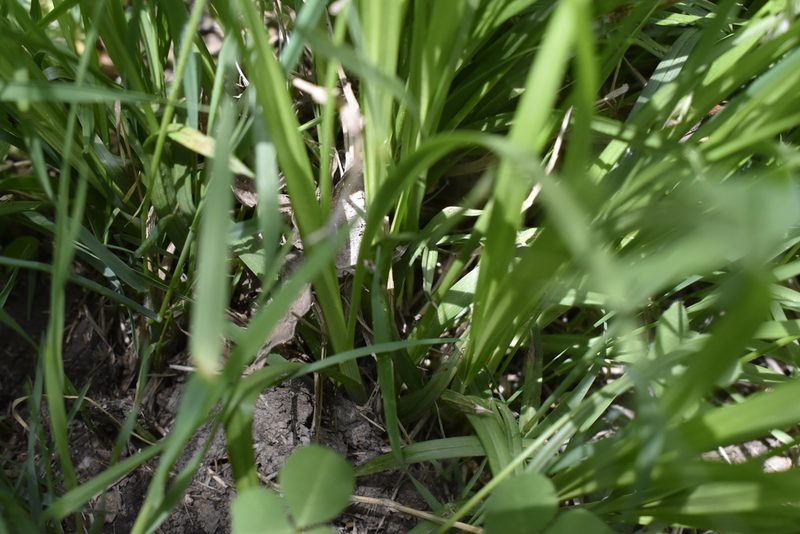 Carex bostrychostigma, photographed by Repina Tatyana