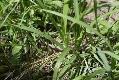 Carex bostrychostigma, photographed by Repina Tatyana