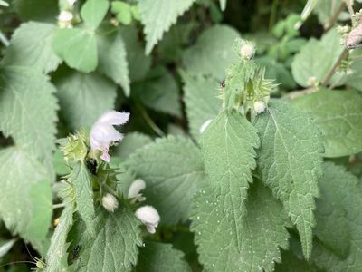 Lamium flexuosum, photographed by Marc Riera
