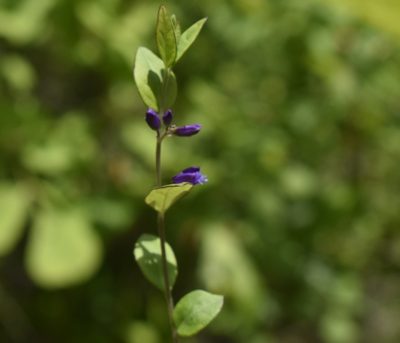Polygala japonica, photographed by Repina Tatyana