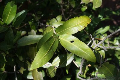 Ochna natalitia, photographed by Andrew Hankey